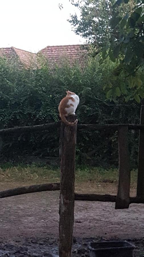 Igricz Farmhaz Villa Pocsmegyer Luaran gambar